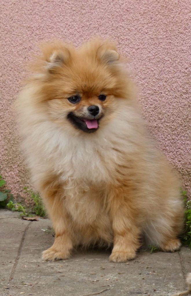 River Of Wolves - Chiots disponibles - Spitz allemand