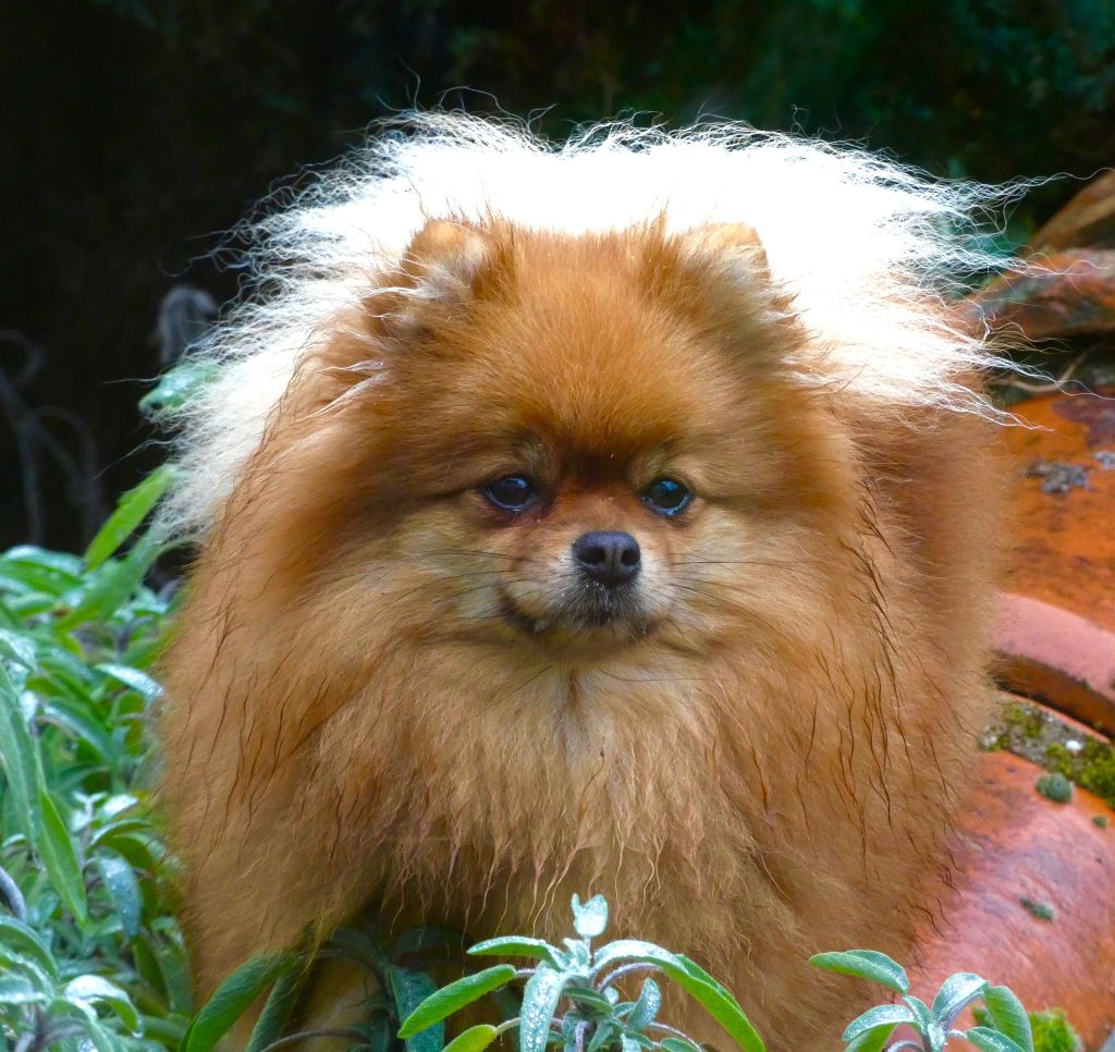 River Of Wolves - Chiots disponibles - Spitz allemand